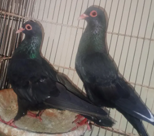 Pink-Line Pair – A Beautiful Breeder Duo!