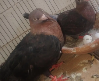 Pink-Line Pair – A Beautiful Breeder Duo!