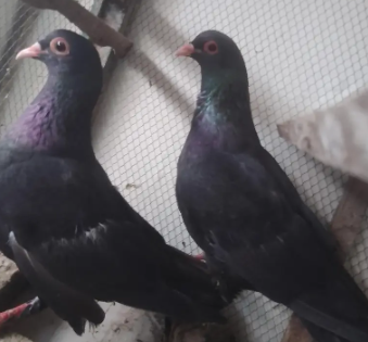Pink-Line Pair – A Beautiful Breeder Duo!