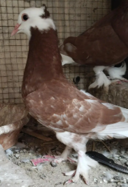 Beautiful Fancy Breeder Pair for sale
