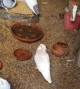 Beautiful Fancy Breeder Pair for sale