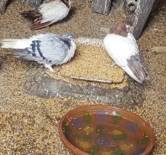 Beautiful Fancy Breeder Pair for sale