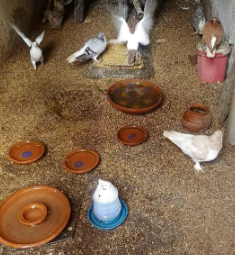 Beautiful Fancy Breeder Pair for sale