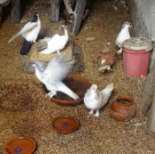 Beautiful Fancy Breeder Pair for sale