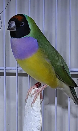 Beautiful Lady Gouldian Finch for Sale