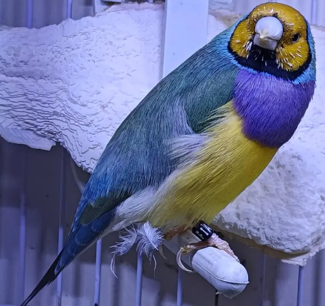 Beautiful Lady Gouldian Finch for Sale