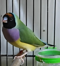 Beautiful Lady Gouldian Finch for Sale