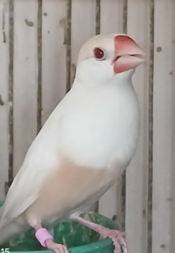Pastel Fawn Java for Sale