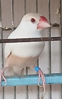 Pastel Fawn Java for Sale