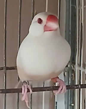 Pastel Fawn Java for Sale