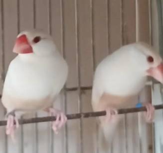 Pastel Fawn Java for Sale