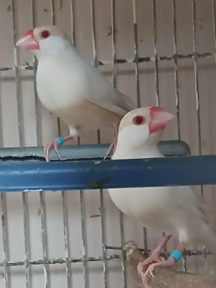 Pastel Fawn Java for Sale
