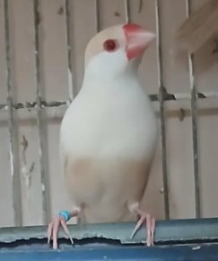 Pastel Fawn Java for Sale