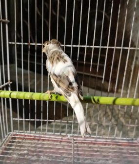 Female Canary – Ready for Breeding