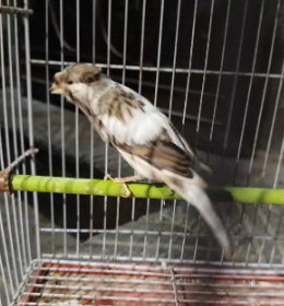 Female Canary – Ready for Breeding