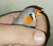 Zebra Finch for Sale