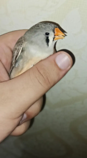 Zebra Finch for Sale