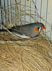 Zebra Finch for Sale