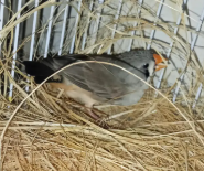 Zebra Finch for Sale