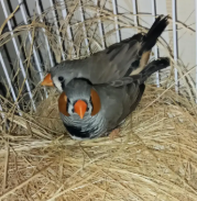 Zebra Finch for Sale