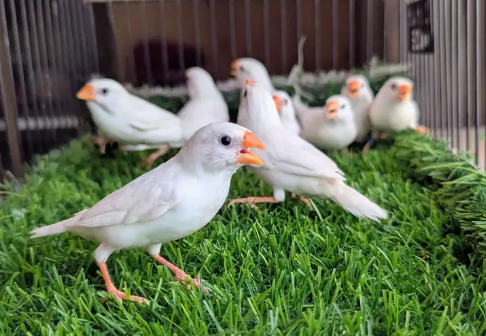 Snow White Finch for sale