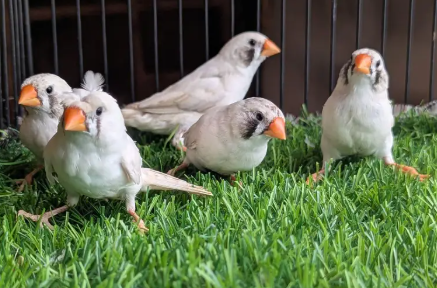 Snow White Finch for sale