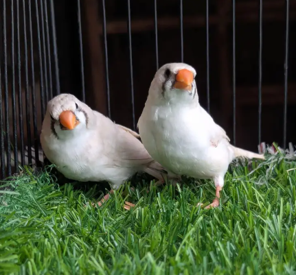 Snow White Finch for sale