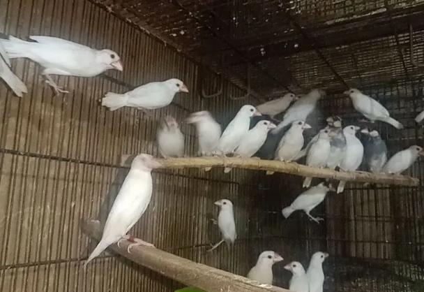 Fawn Java Finch for Sale