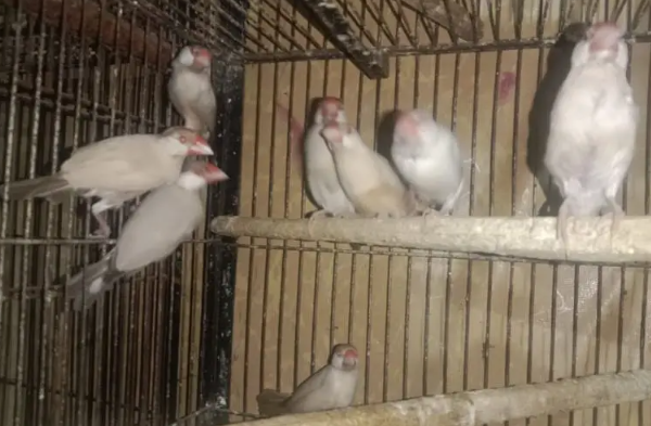 Fawn Java Finch for Sale