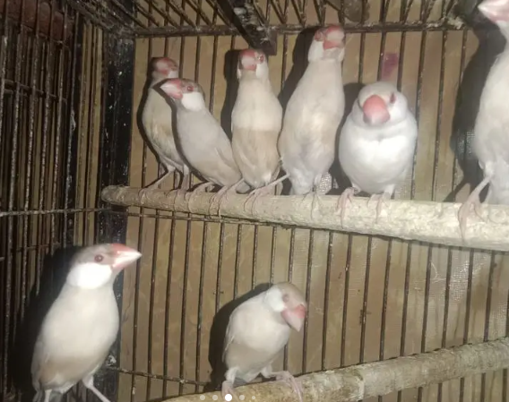Fawn Java Finch for Sale