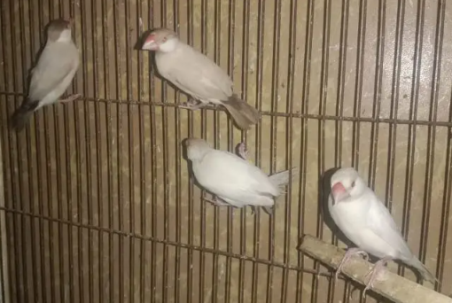 Fawn Java Finch for Sale