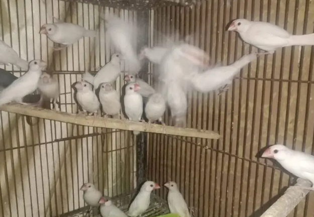 Fawn Java Finch for Sale