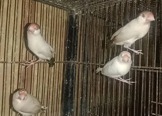 Fawn Java Finch for Sale