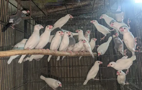 Fawn Java Finch for Sale