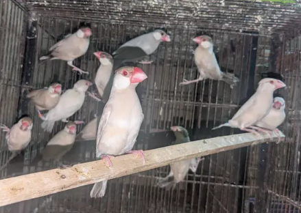 Fawn Java Finch for Sale