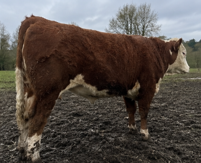 Hereford Heifer for Sale