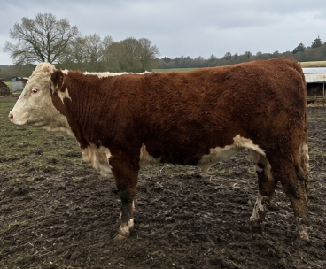 Hereford Heifer for Sale
