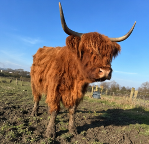 Highland Bull for Sale