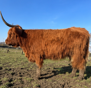 Highland Bull for Sale