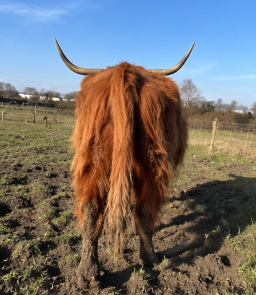 Highland Bull for Sale