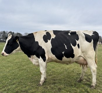 Holstein Friesian Dairy Cow for Sale