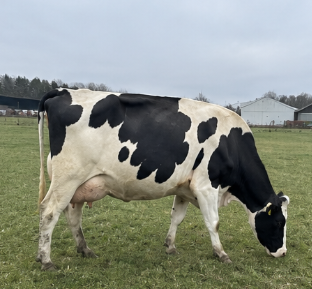 Holstein Friesian Dairy Cow for Sale
