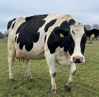 Holstein Friesian Dairy Cow for Sale