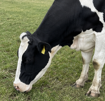 Holstein Friesian Dairy Cow for Sale