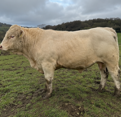 Charolais Bull for Sale