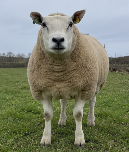 Texel Ram for Sale