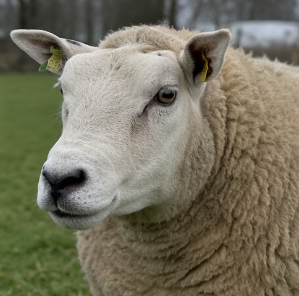 Texel Ram for Sale