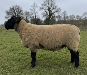 Suffolk Ram for Sale