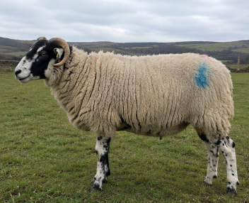 Scottish Blackface Ram for Sale