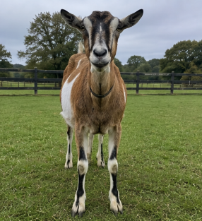 British Alpine Dairy Doe for Sale